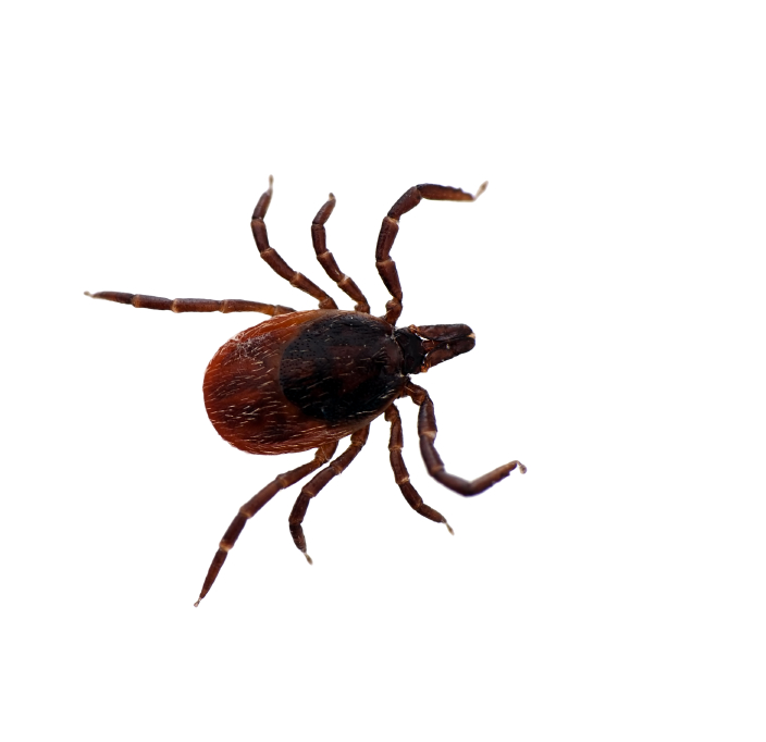 Black legged deer tick