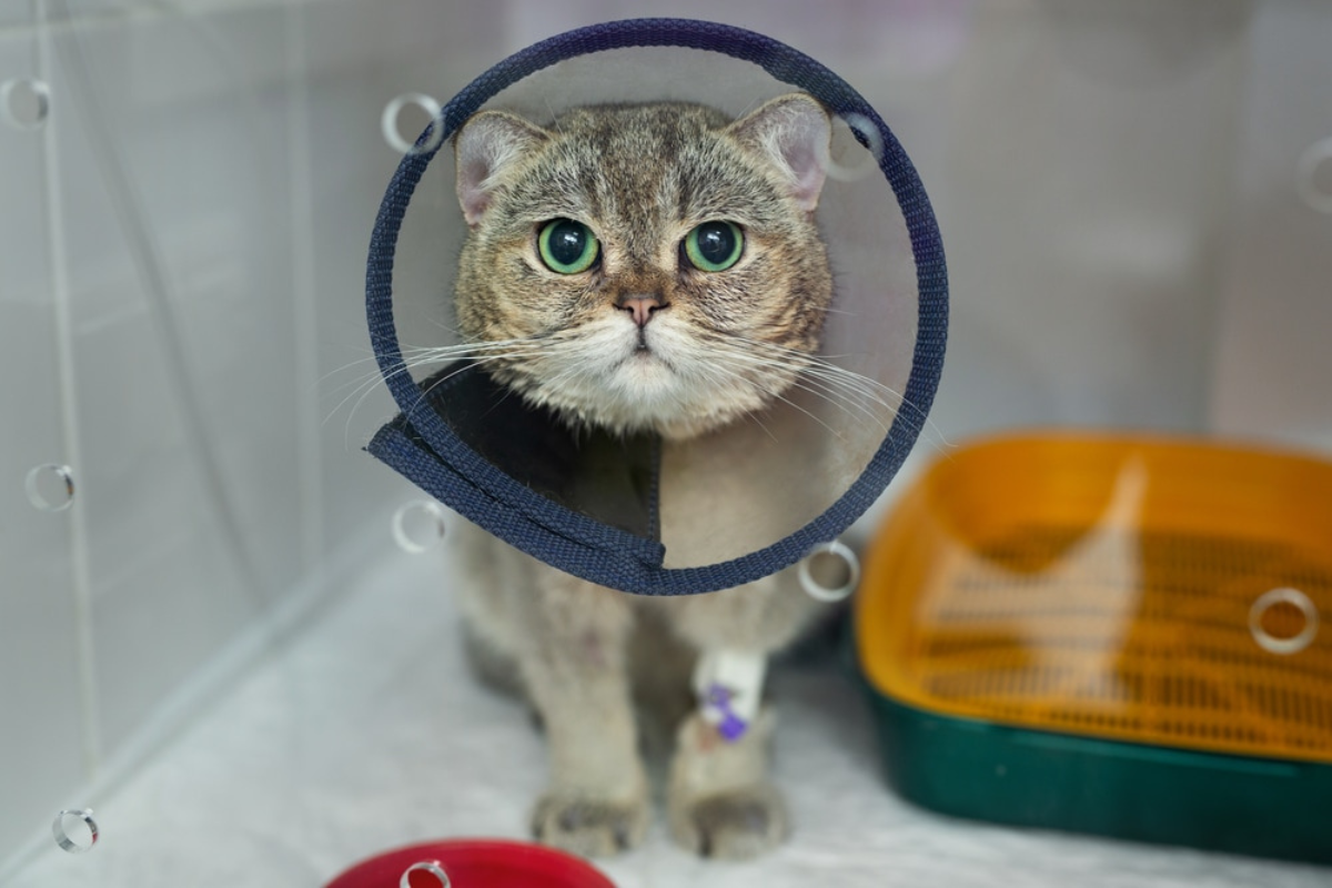 Safe Pet Surgery & Anesthesia Experts in Ashburn VA