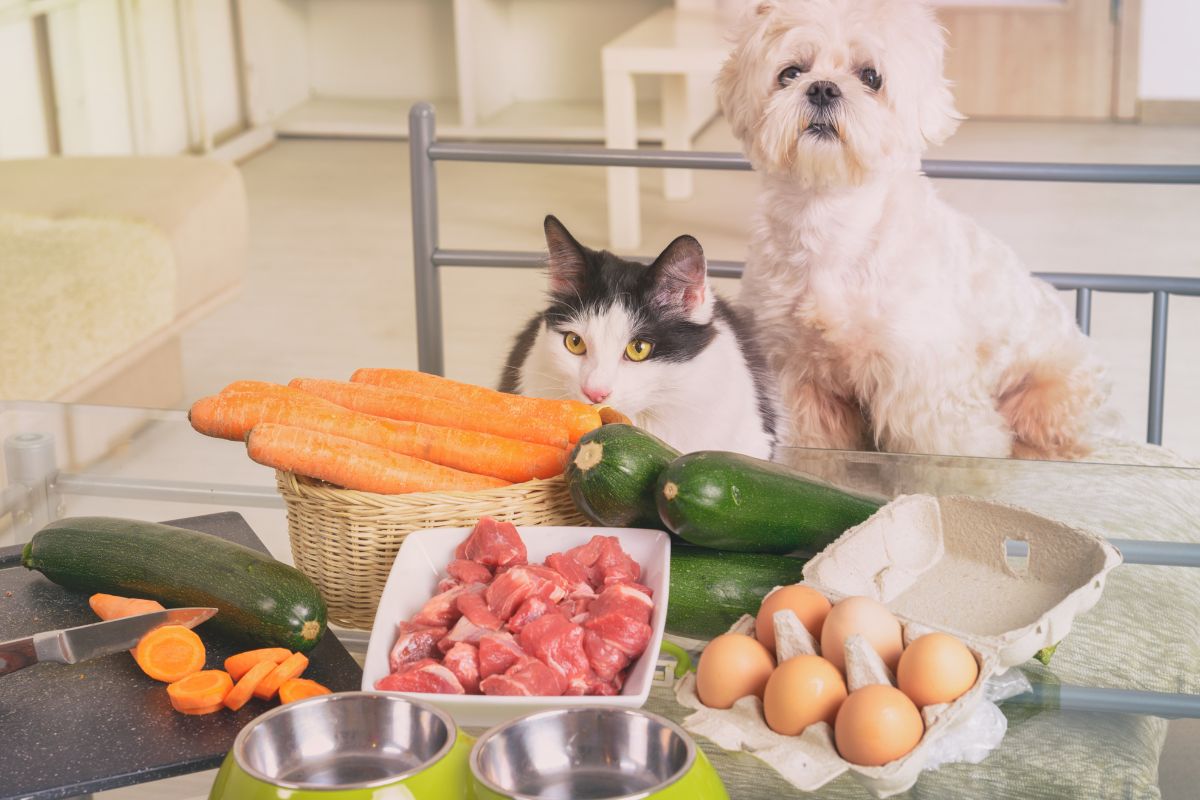 Expert Guide to the Best Food Choices for Pets Caring Hands Animal Hospital