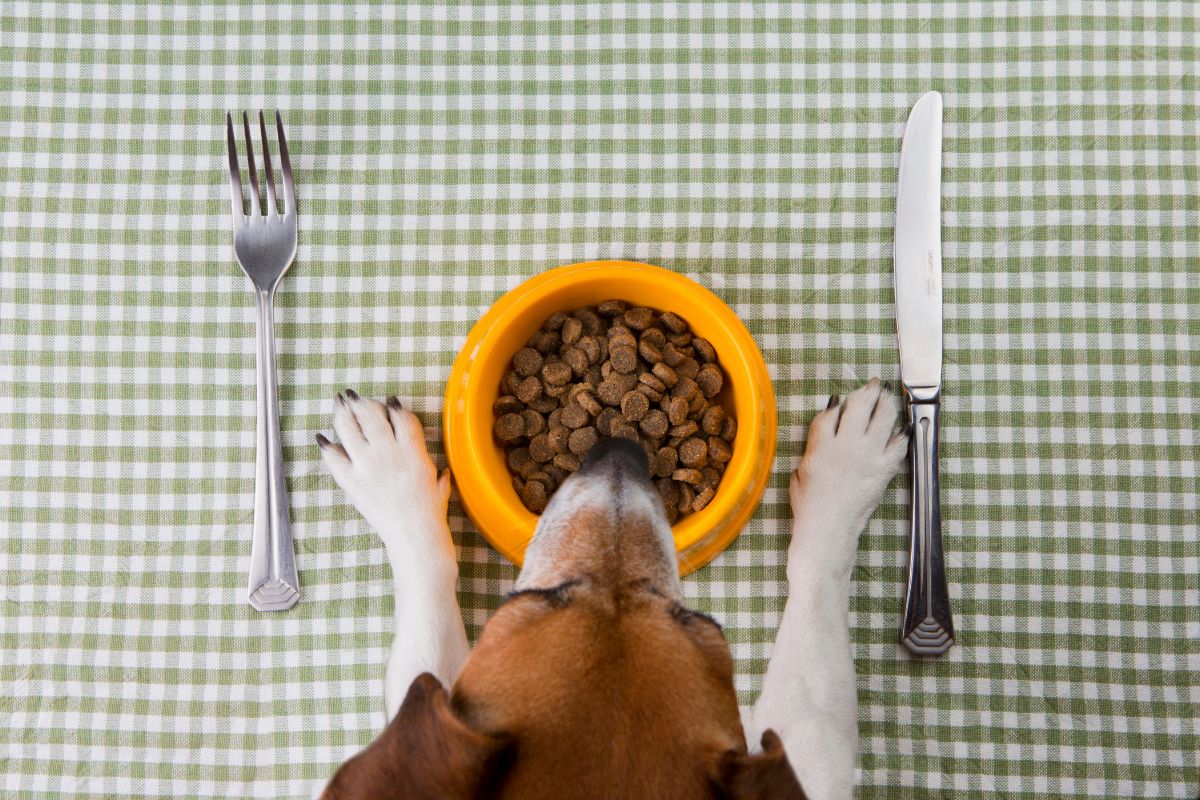 Role of Nutrition in Pet Preventive Care
