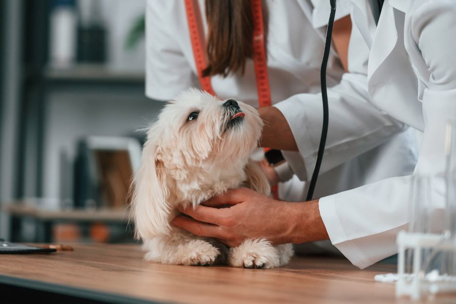 Pet Ailments