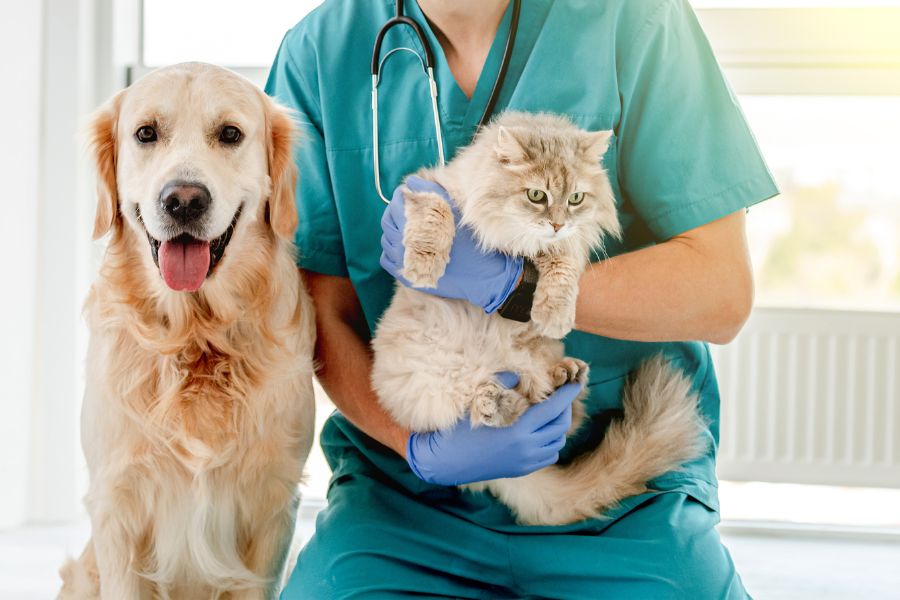 Spay or Neuter Pets