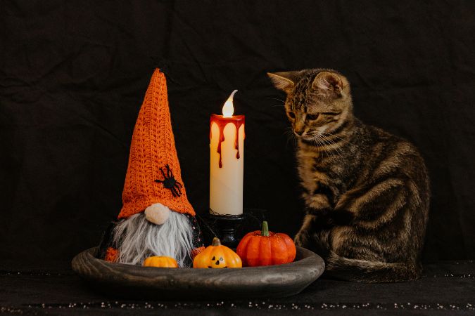 Halloween Treats for Pets