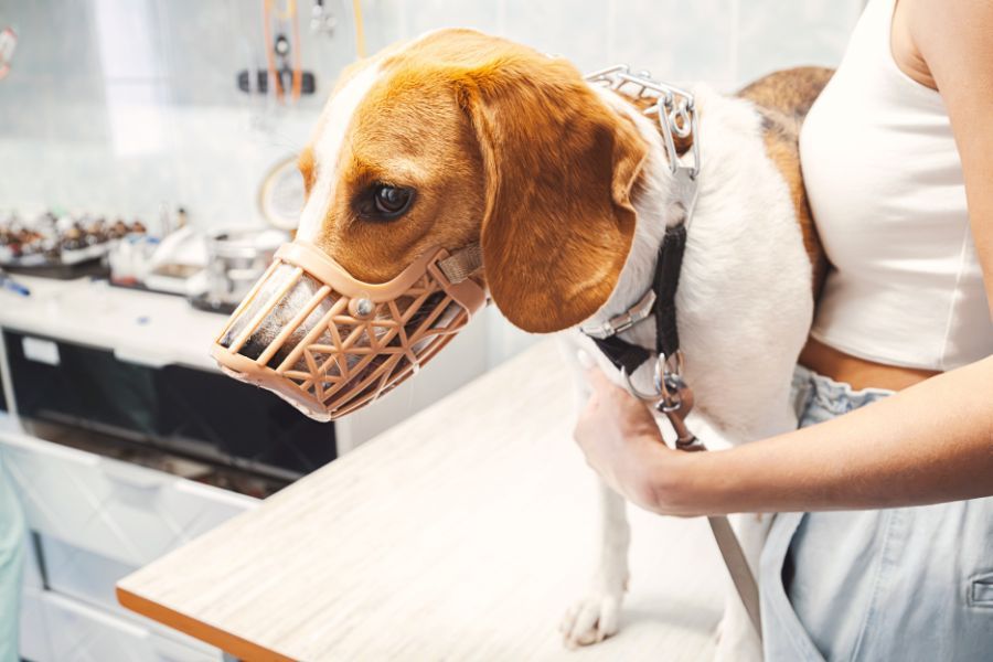 Is Neoplasia in Dogs Curable