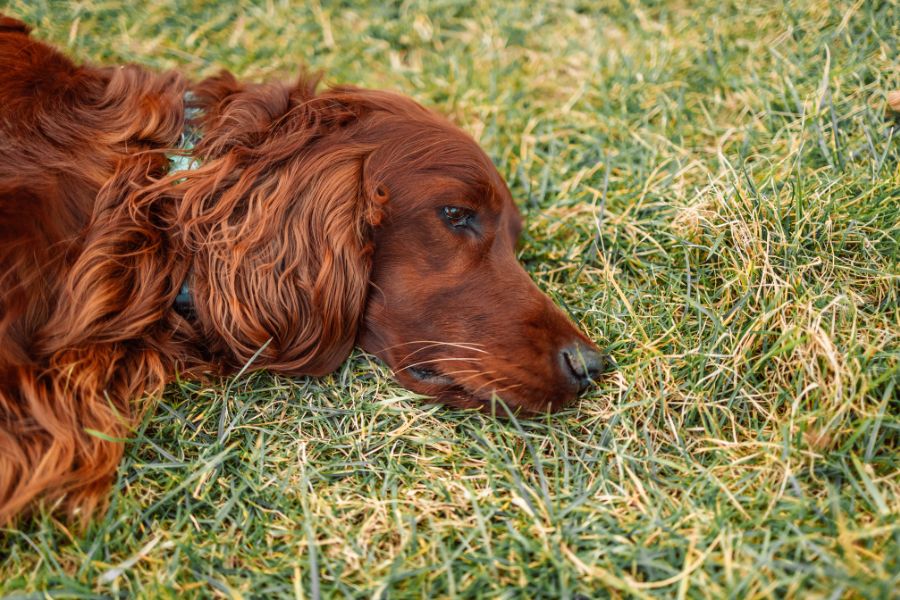Warning Signs Your Pet May Be Sick