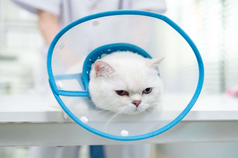 Vet Surgical Suite