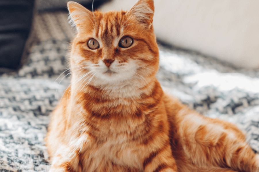 Cat Urgent Warning Signs