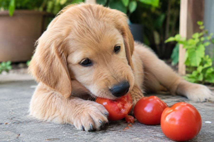 Can Puppies Eat Tomatoes Safely