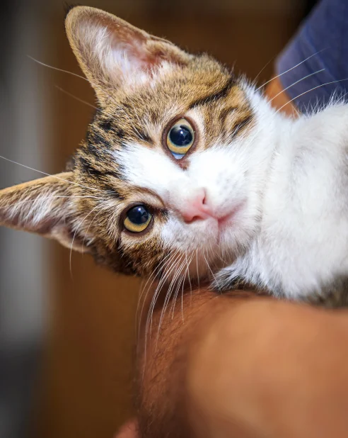 Cat looking at camera