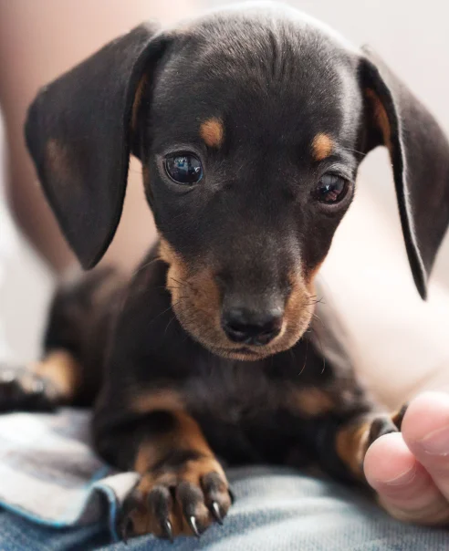 Puppy receiving veterinary care