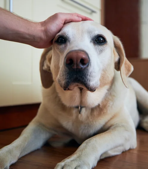 Dog receiving gentle care