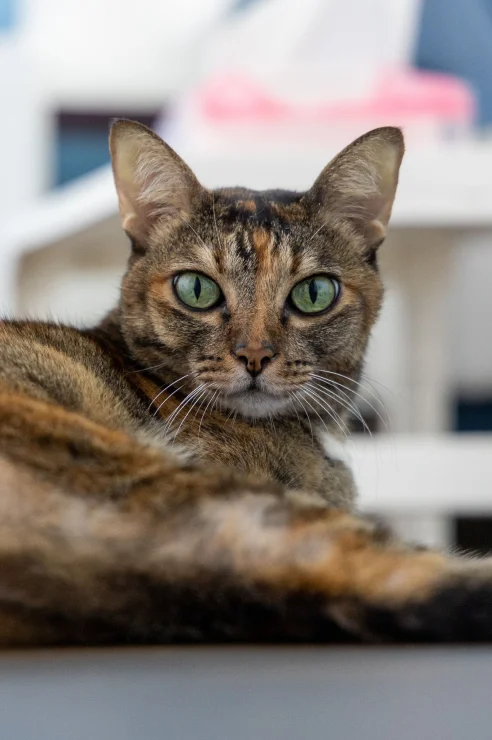 Tabby cat receiving care
