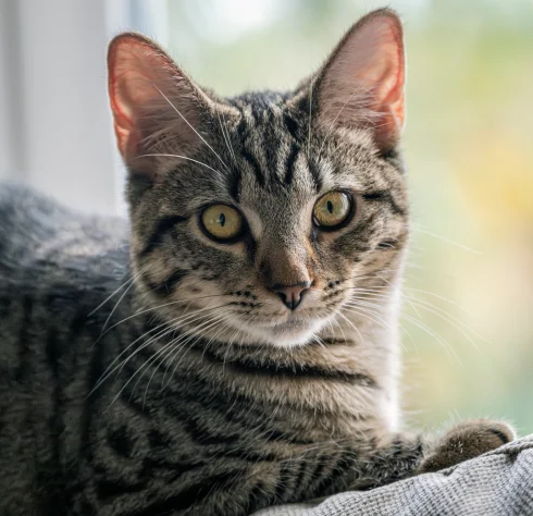 Current Savings for Tenleytown Pets
