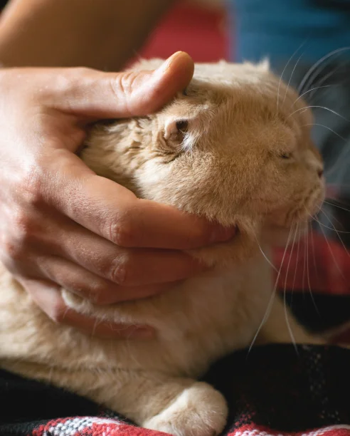 cat receiving gentle care